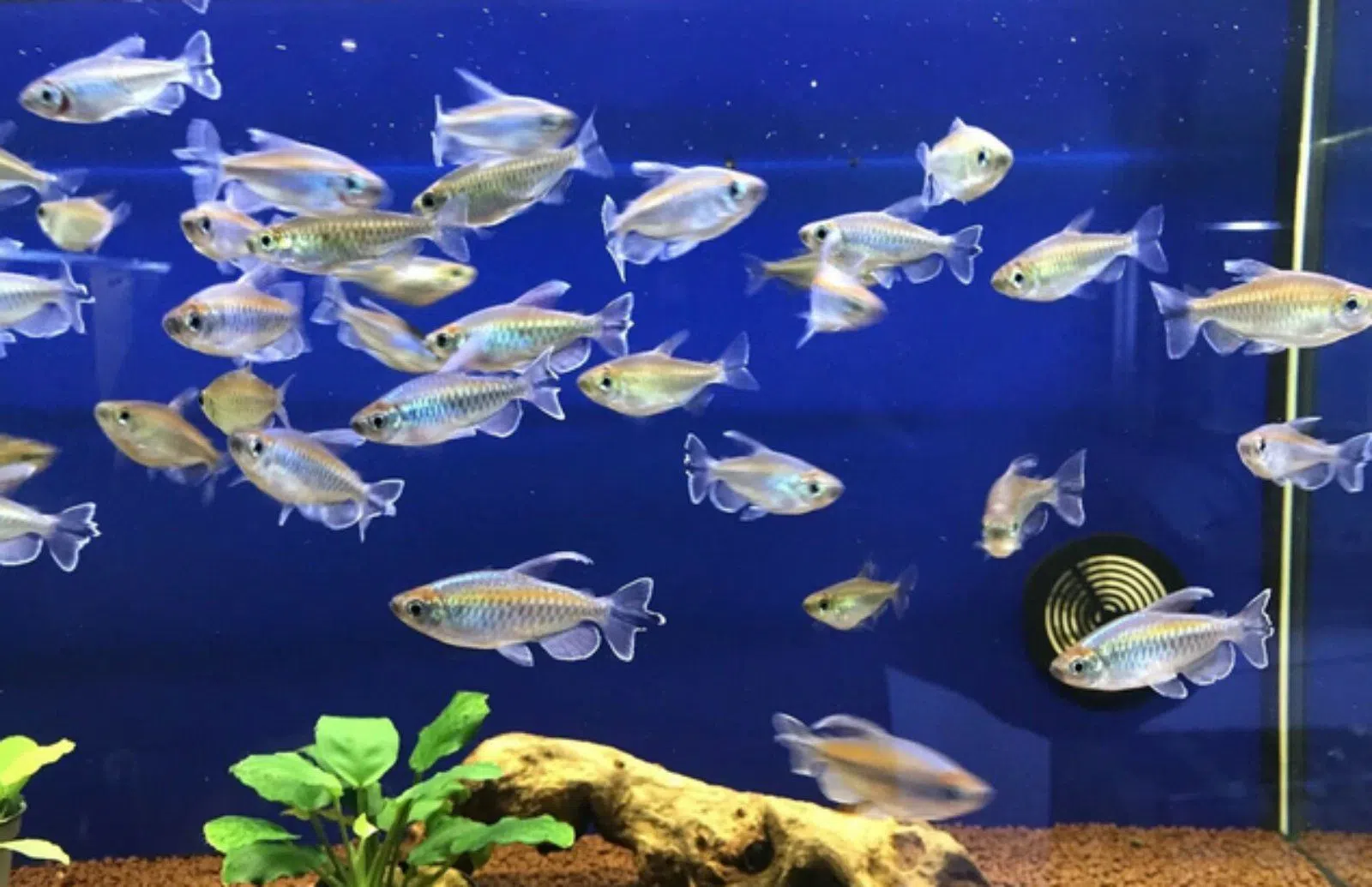 Blaue Kongosalmler