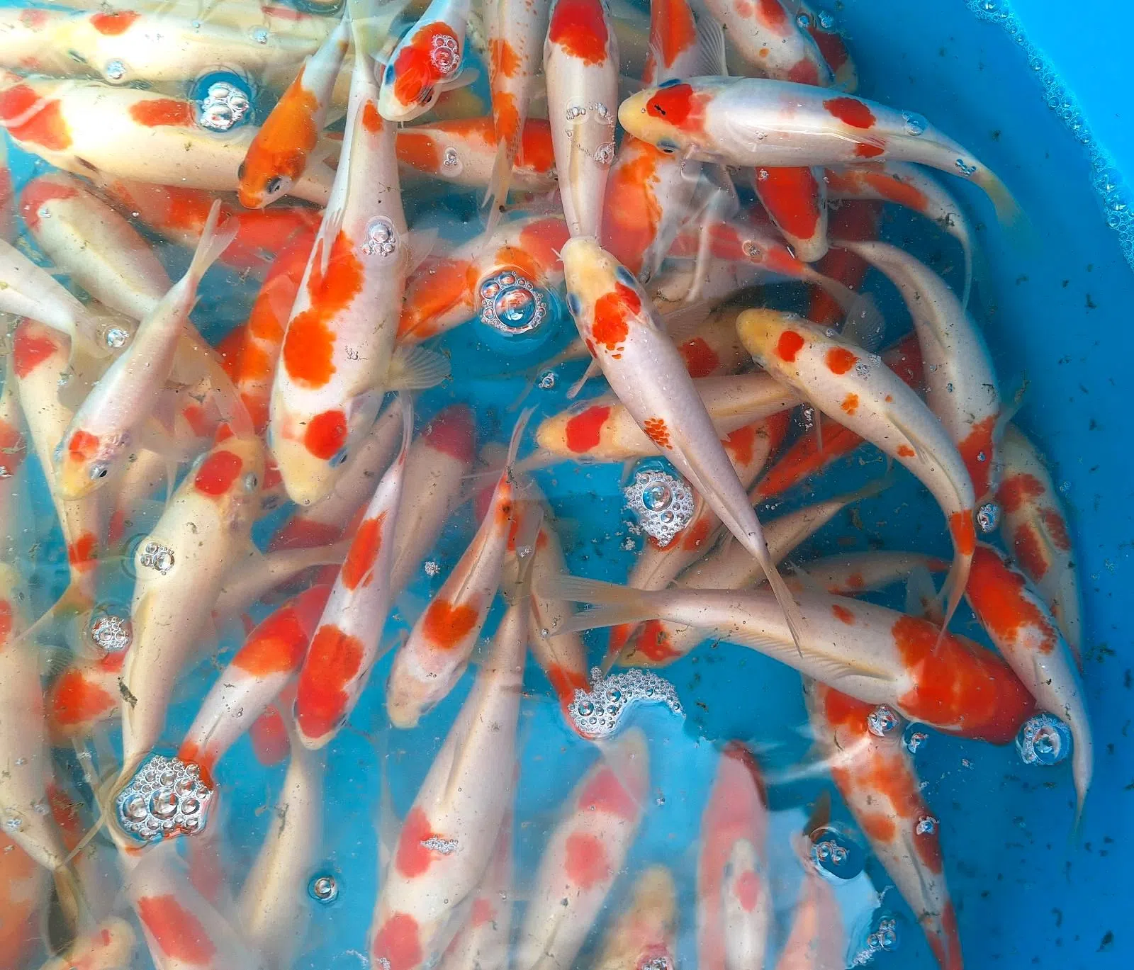 Koi's aus eigener Zucht  / Kohaku's