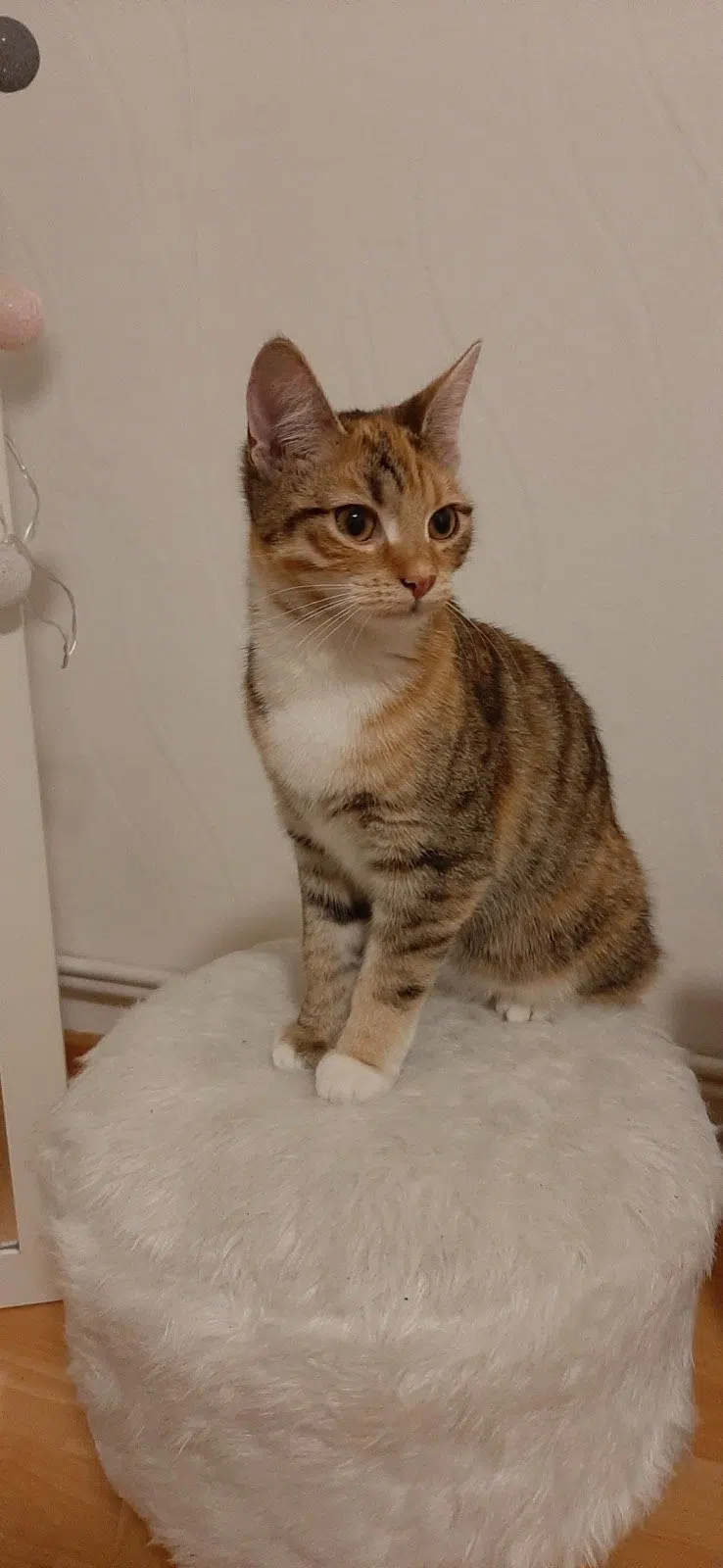 Katze mit Zubehör (elektrisches Katzenklo, Futterautomat usw)