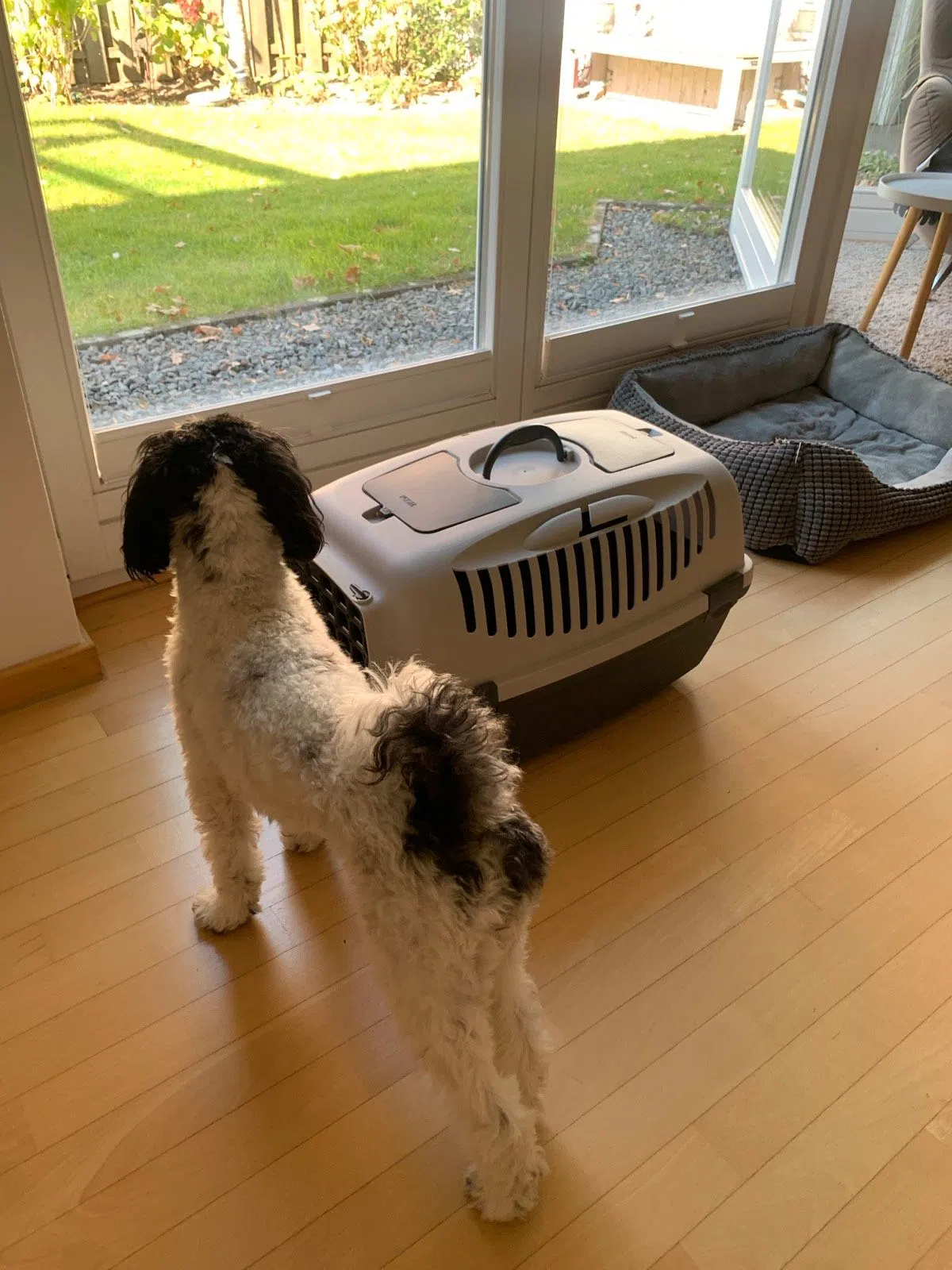 1x Hundebox