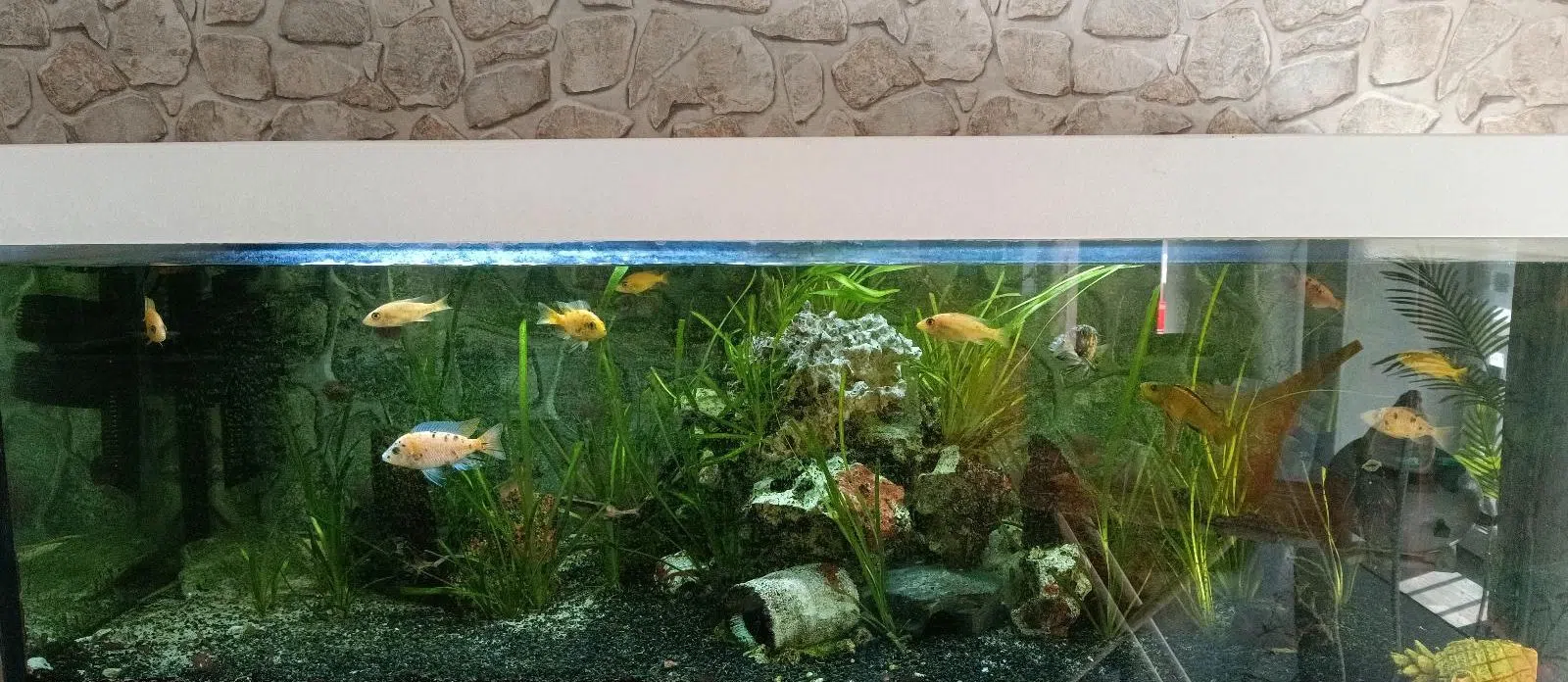 Gr. Aquarium 375L Komplettset mit JBL Außenfilter, LED + Besatz
