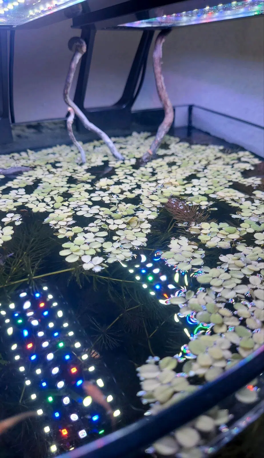 schwimmfarn, aquarium, pflanze, schwimmpflanze