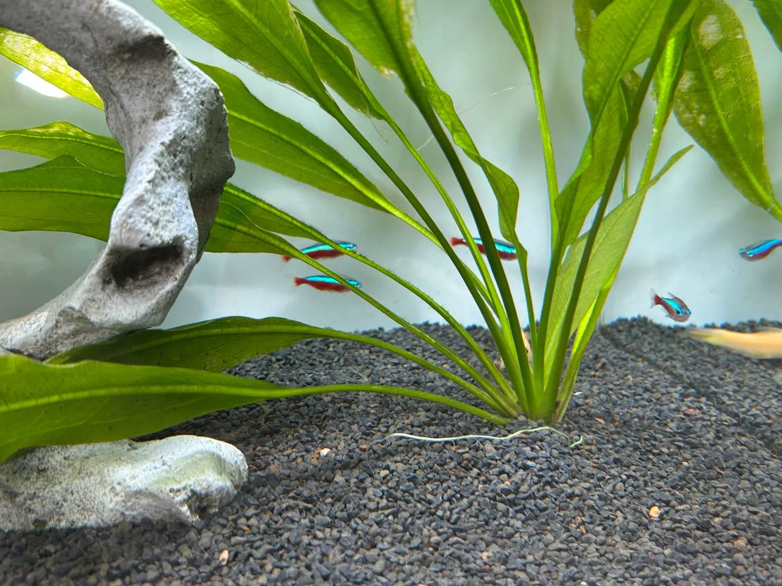 Fische und Schnecke wegen Aquariumauflösung