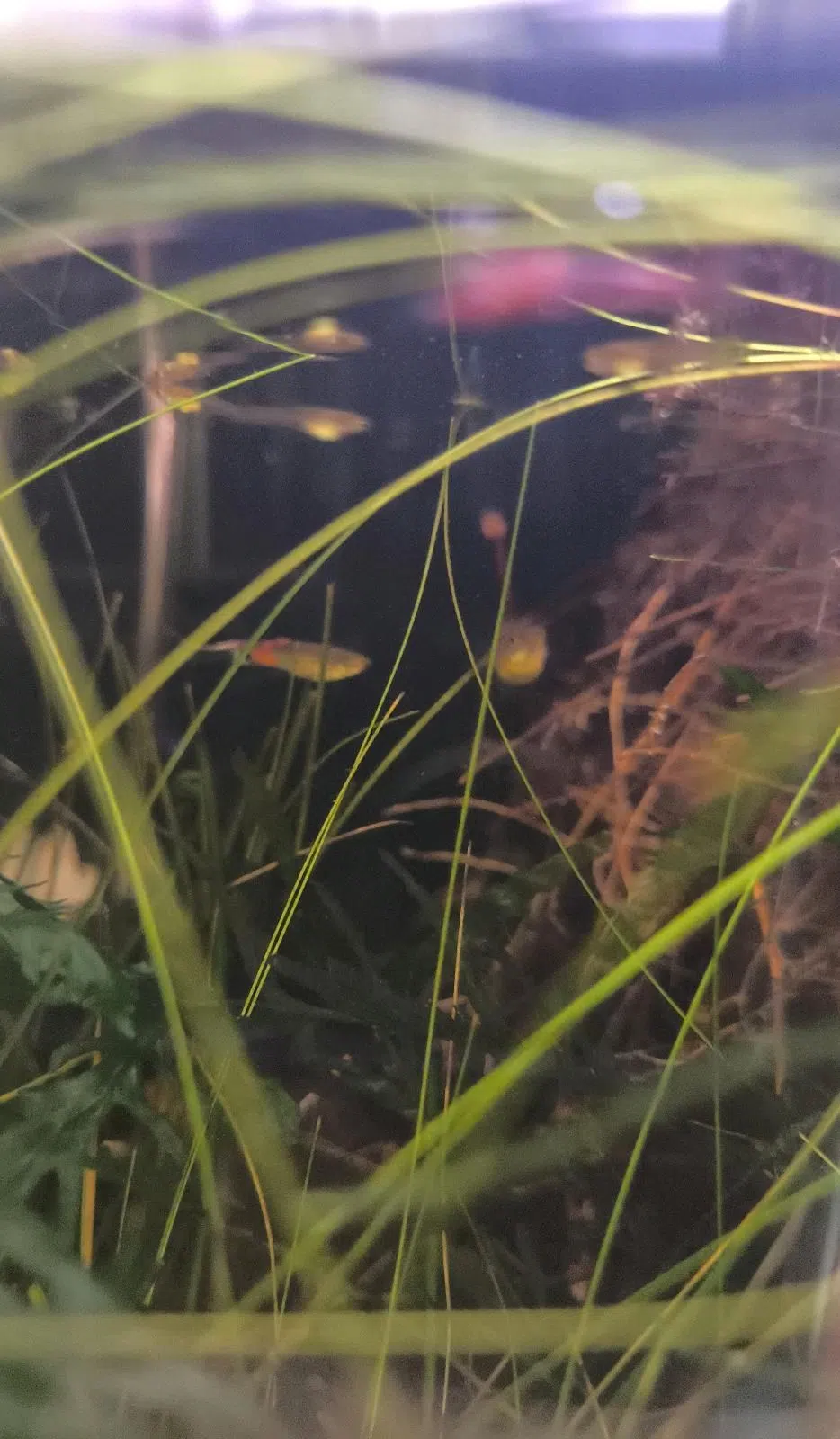 Guppies + Nachwuchs günstig abzugeben