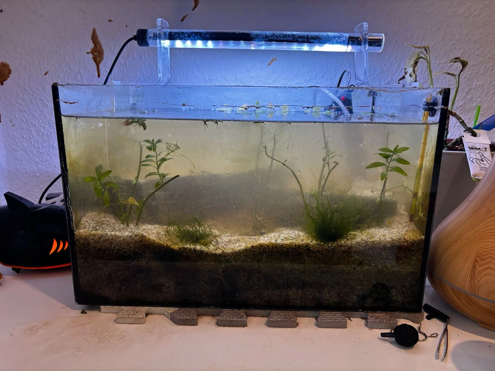 Aquarium mit Zubehör, Garnelen & Schnecken